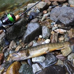 雨の谷でイワナ釣り